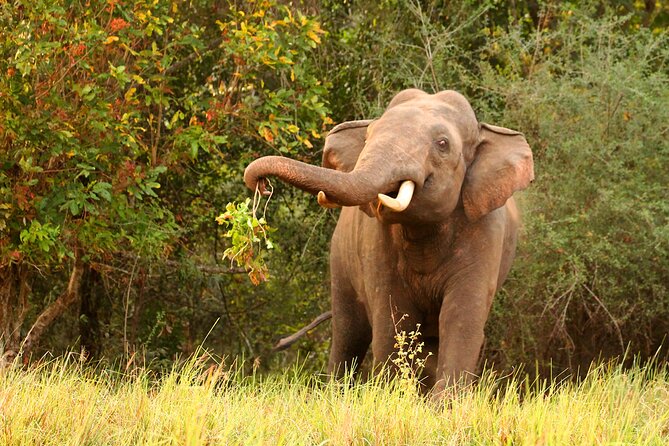 Minneriya National Park Elephant Safari - Inside the Safari Drives: How to Get More From a Short 4-Hour Window