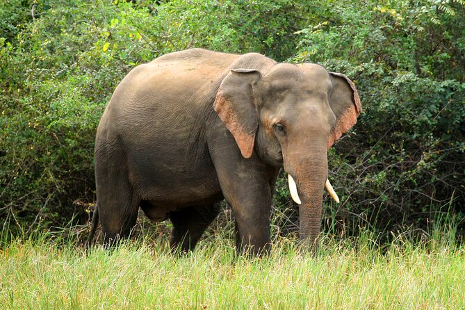 Minneriya National Park Elephant Safari - The Guide and the Vehicle: Comfort Helps You Stay Patient