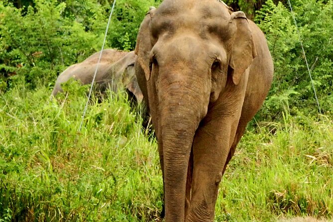Minneriya National Park Elephant Safari - Who This Safari Fits (and Who Might Want Something Longer)