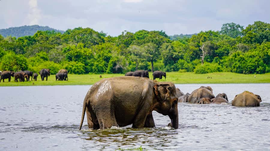 Minneriya: National Park Elephant Safari with Hotel Pickup - Practical itinerary breakdown, step-by-step