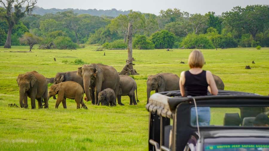 Minneriya: National Park Elephant Safari with Hotel Pickup - Your jeep safari flow once you are inside the park