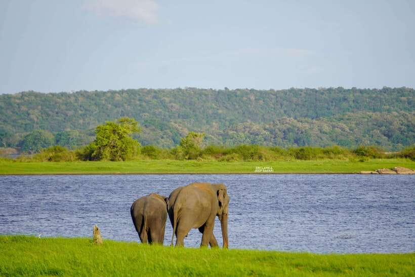 Minneriya: National Park Elephant Safari with Hotel Pickup - Minneriya Tank, the elephant gathering, and what to watch for