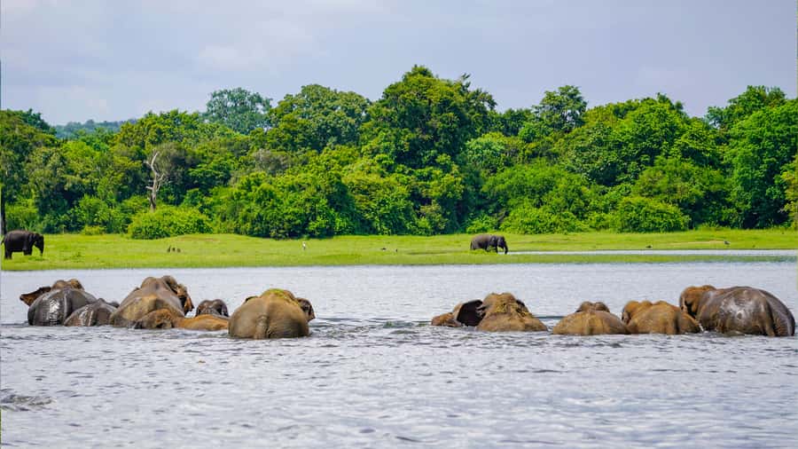 Minneriya: National Park Elephant Safari with Hotel Pickup - The other animals you might spot alongside elephants