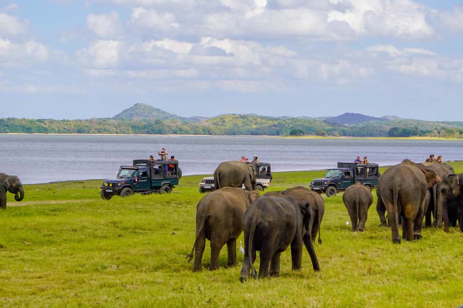 Minneriya: National Park Elephant Safari with Hotel Pickup - Meet the guide approach, including Sudee’s spotting style