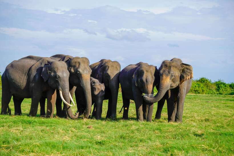 Minneriya: National Park Elephant Safari with Hotel Pickup - What you are (and are not) paying for