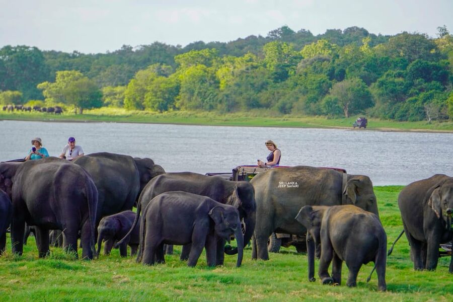 Minneriya: National Park Elephant Safari with Hotel Pickup - What to bring so the safari feels easy