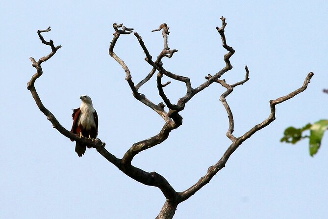 Minneriya National Park Elephant Safari - Minneriya, Kadulla, or Habarana Eco Park: What the Route Means for Your Chances