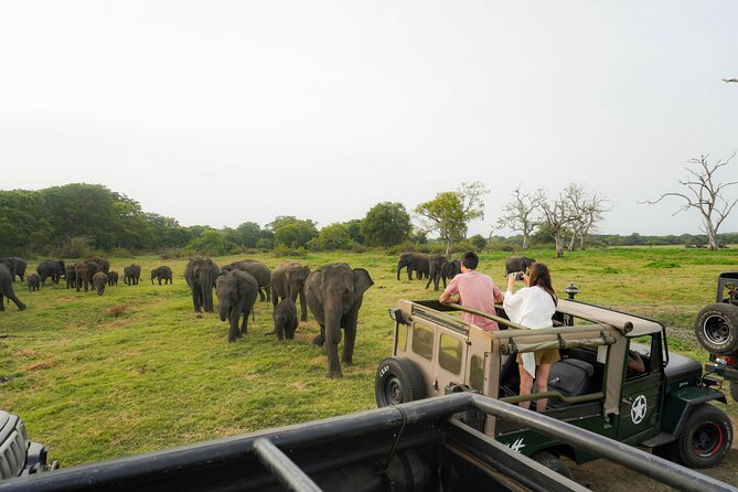 Minneriya National Park Half Day Elephant Safari - Key Highlights You’ll Feel Right Away