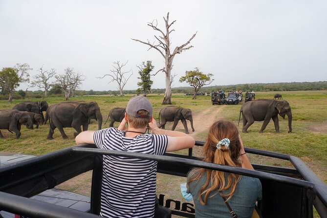 Minneriya National Park Half Day Elephant Safari - Getting Picked Up From Dambulla, Sigiriya, or Habarana (and Where You Meet)