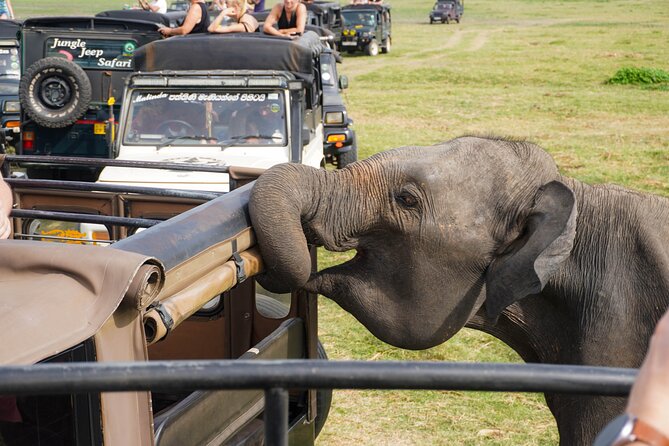 Minneriya National Park Half Day Elephant Safari - Should You Book This Minneriya Half Day Safari?