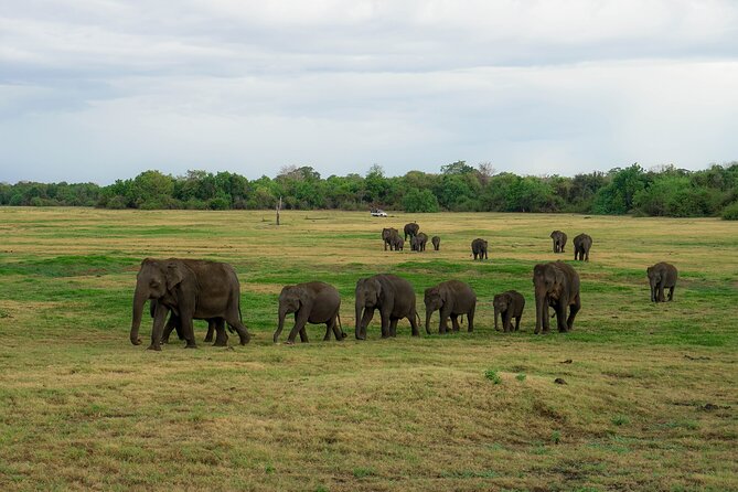Minneriya National Park Half Day Elephant Safari - The Jeep Safari Setup: Transport, Guide, and Comfort