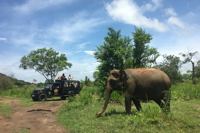 Minneriya National Park halfday Safari - Price and Park Fees, How to Budget Without Getting Surprised