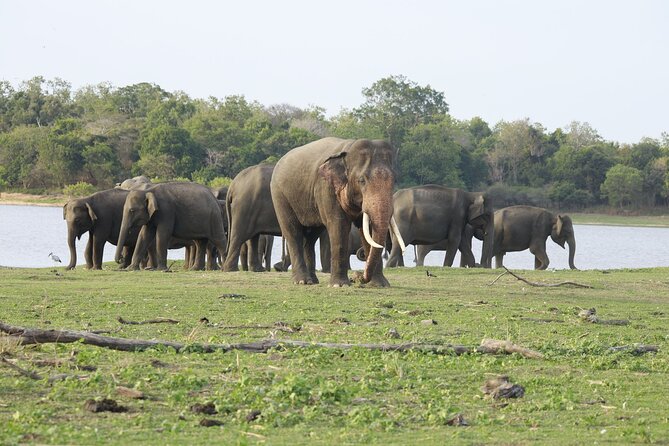 Minneriya National Park halfday Safari - A Few Practical Tips That Will Save You Time and Headaches