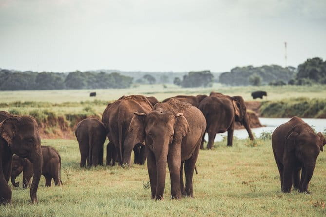 Minneriya National Park Private Safari - Key highlights worth planning for