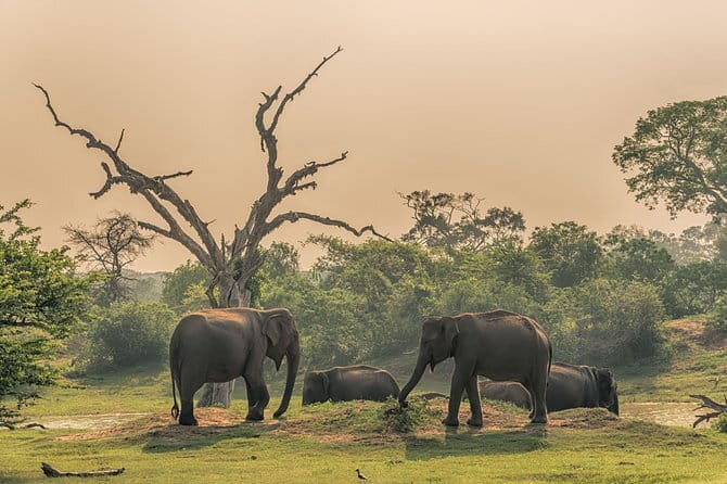 Minneriya National Park Private Safari - Your 4x4 jeep, small group size, and the safety rules that matter