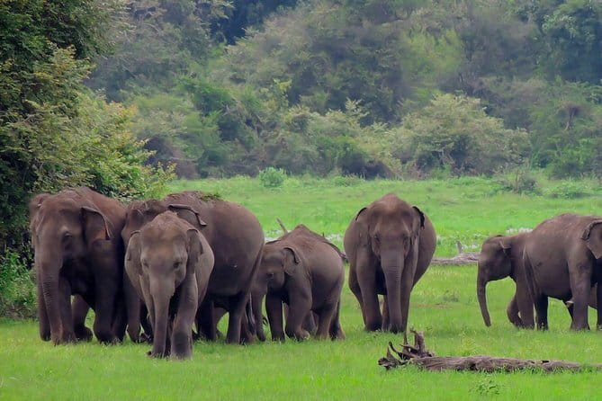 Minneriya National Park Private Safari - How the entrance fee options affect your total cost