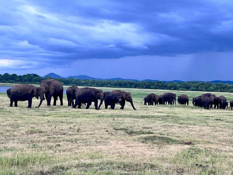 Minneriya National Park : Private Safari - What to bring, and the small rules that protect the park