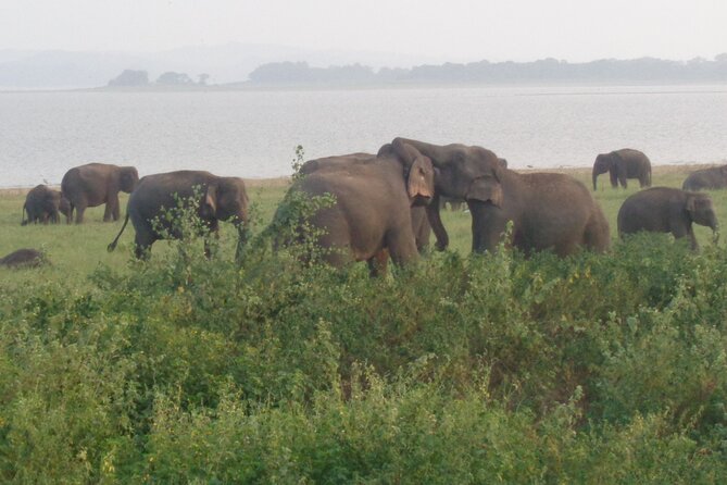 Minneriya National Park Private Safari from Habarana - Wildlife viewing tips I actually recommend for Minneriya
