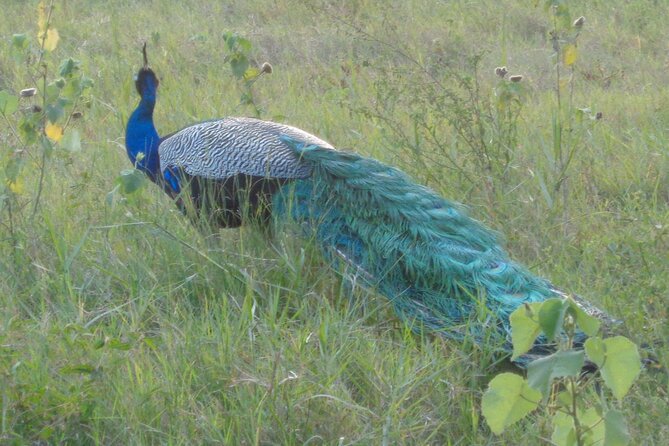 Minneriya National Park Private Safari from Habarana - Who should book this Minneriya private safari