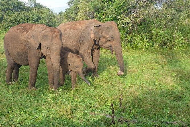 Minneriya National Park Private Safari Tour - The 4-Hour Plan Inside Minneriya National Park