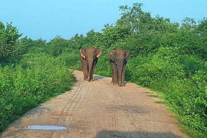 Minneriya National Park Private Safari Tour - Price and Value, Is $40 Worth It?