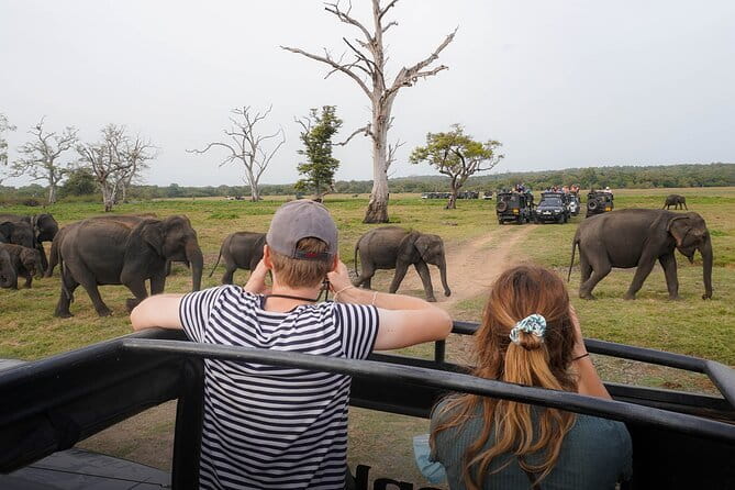 Minneriya National Park Private Safari Tour - Timing Choices, Morning or Afternoon