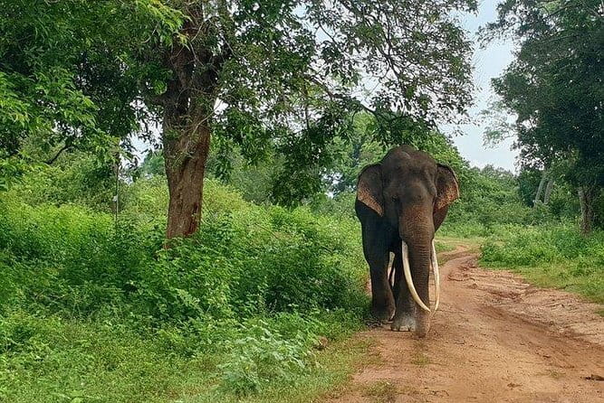Minneriya National Park Private Safari Tour - Guide Subhash, and Why His Style Matters