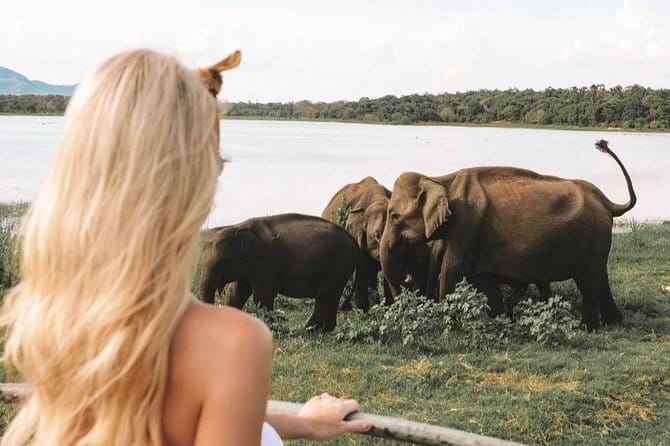 Minneriya National Park : Private Safari - The evening safari from 2:30 to 5:30 pm: what the timing changes