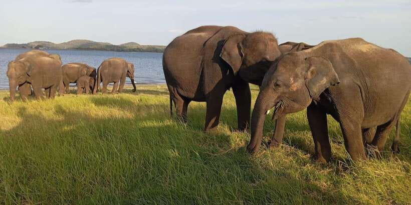 Minneriya National Park Safari - Entrance Fee Included - Key things to know before you go