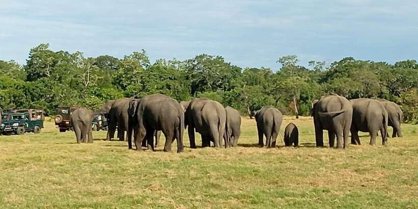 Minneriya National Park Safari - Entrance Fee Included - Why Minneriya, and why this 4-hour safari plan works