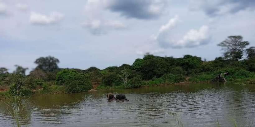 Minneriya National Park Safari - Entrance Fee Included - The Minneriya Tank elephant gathering and what to watch for