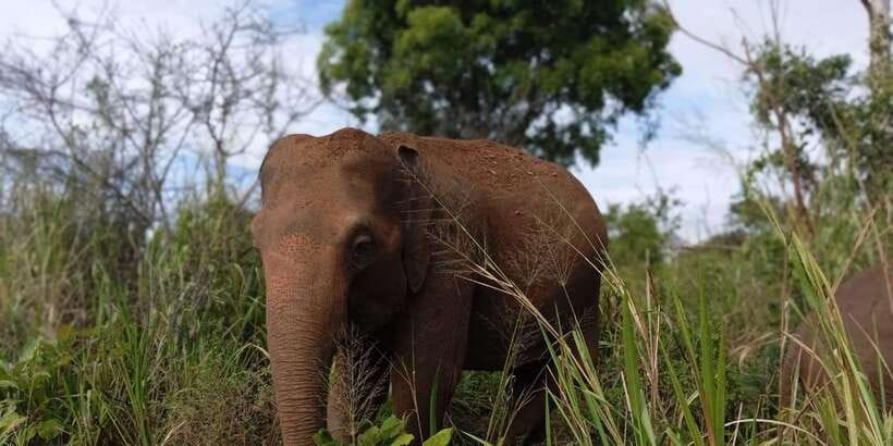 Minneriya National Park Safari - Entrance Fee Included - Beyond elephants: sambar deer, leopards, and the bird factor