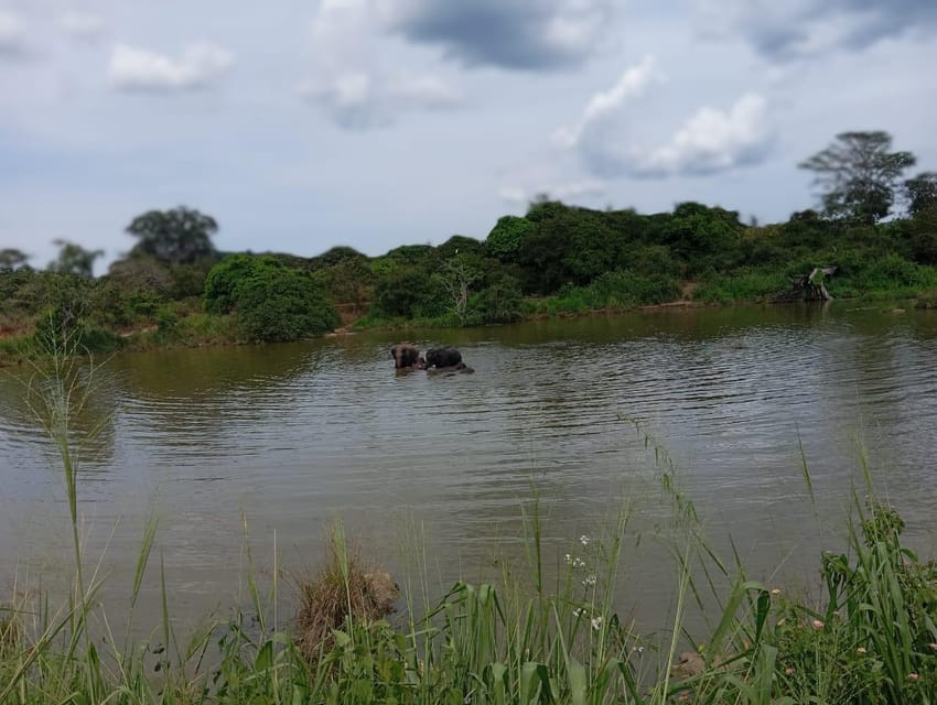 Minneriya National Park Safari - Entrance Fee Included - Forest, grassland, and wetlands: why it feels like more than one place