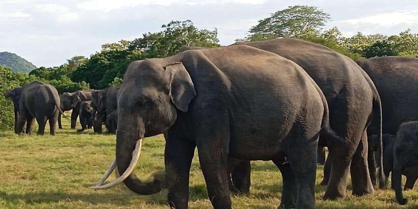 Minneriya National Park Safari - Entrance Fee Included - Guides, communication, and the real-world impact of rain
