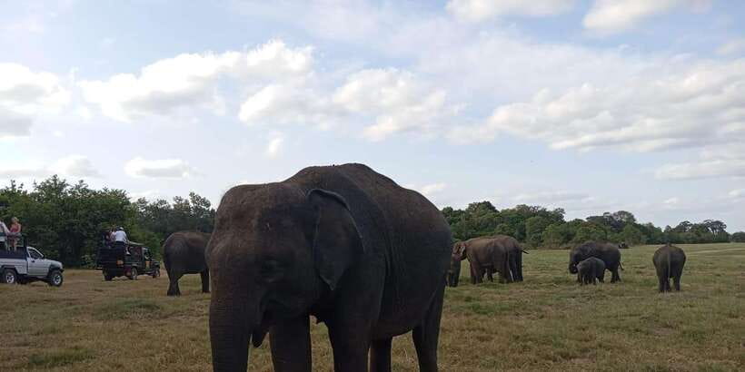 Minneriya National Park Safari - Entrance Fee Included - Price and value: what $110 gets you, and what it means for your day