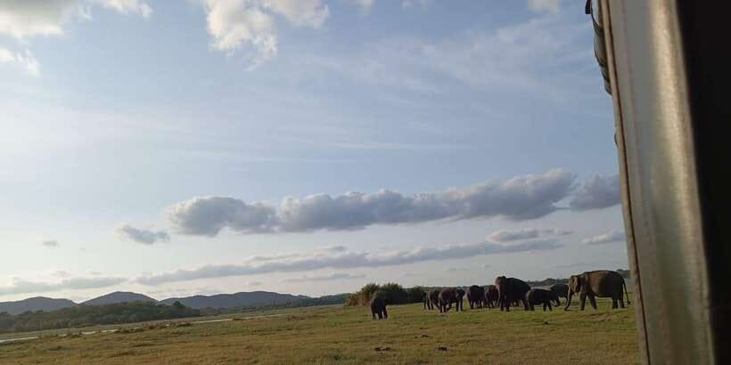 Minneriya National Park Safari - Entrance Fee Included - Hotel pickup, drop-off, and the practical 30 minutes in the Jeep