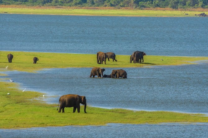 Minneriya National Park Safari from Habarana - Key things to know before you go