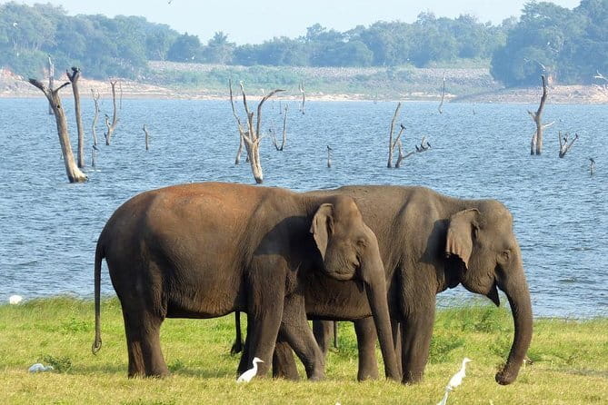 Minneriya National Park Safari from Habarana - Why Minneriya elephants are worth the drive from Habarana