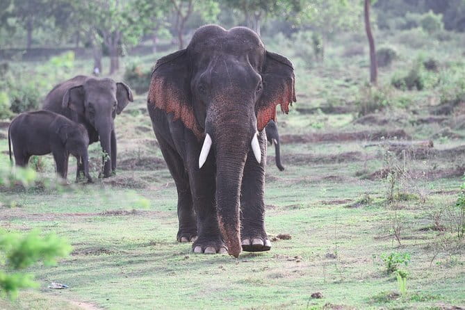 Minneriya National Park Safari from Habarana - Minneriya National Park viewing: what you can expect to see
