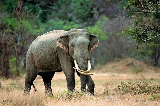 Minneriya National Park Safari from Habarana - Price and value: what $30 really means for a Minneriya safari