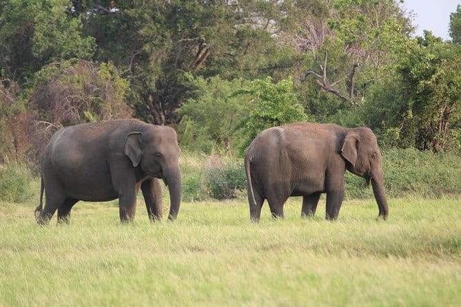 Minneriya National Park Safari from Habarana - Choosing the right time slot: morning, afternoon, or all day
