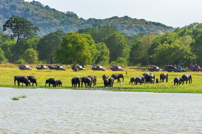 Minneriya National Park Safari from Habarana - Inside the private jeep: what makes elephant spotting easier