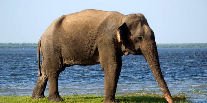 Minneriya National Park Safari in a 4x4 Vehicle - The Minneriya reservoir viewpoint: why it’s more than a photo stop
