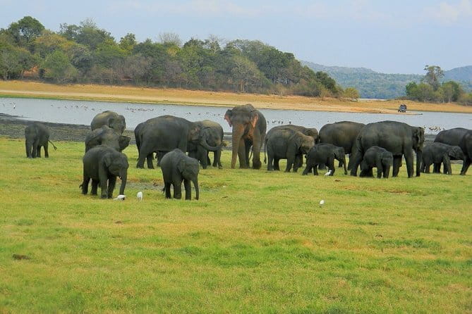 Minneriya National Park : Safari Jeep with Tickets - Key Things To Know Before You Go