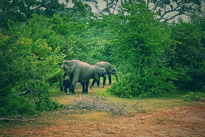 Minneriya National Park : Safari Jeep with Tickets - Minneriya Tank and the Dry-Season Elephant Magnet