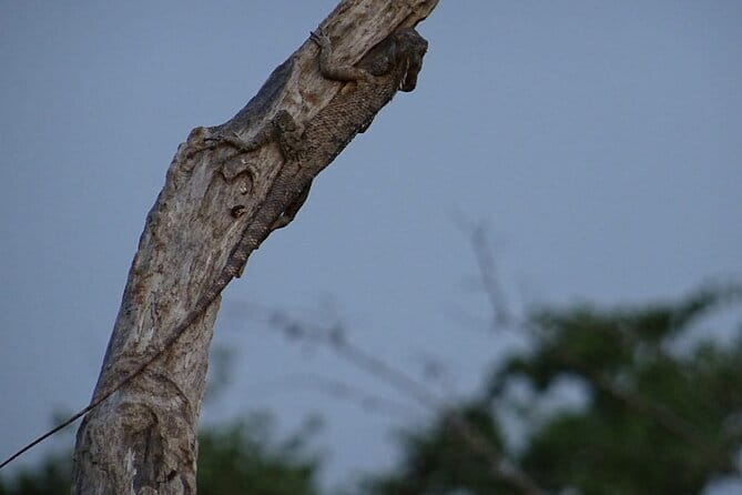 Minneriya National Park : Safari Jeep with Tickets - Inside the Park: Wetlands, Birds, and Rare Possible Sightings