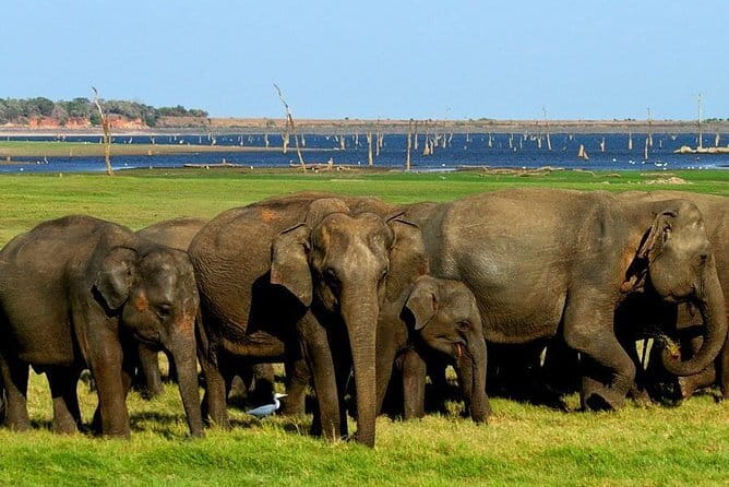 Minneriya National Park Safari - Private Jeep with Hotel Pickup - Morning or Evening Safari, How to Choose