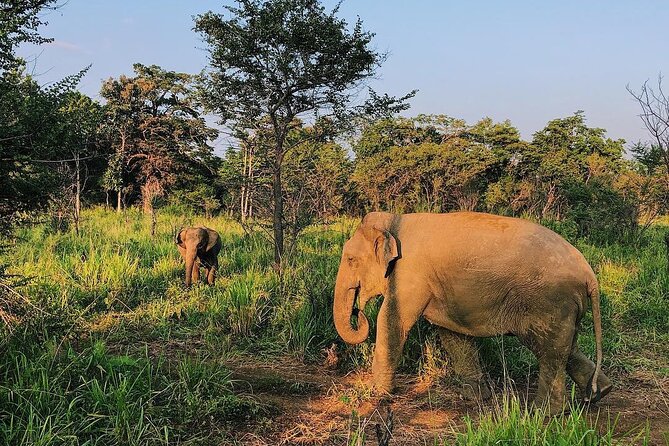 Minneriya National park Safari Sri Lanka - Key highlights you’ll actually care about