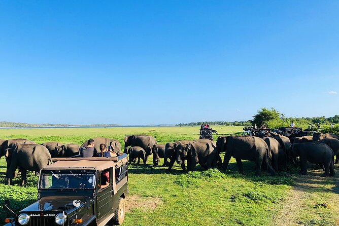 Minneriya National park Safari Sri Lanka - Getting to Minneriya: pickup, timing, and how the day feels