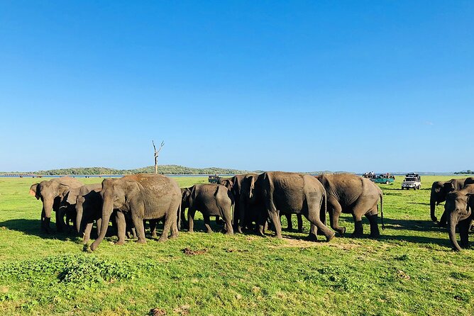 Minneriya National park Safari Sri Lanka - What wildlife you’re most likely to look for at Minneriya